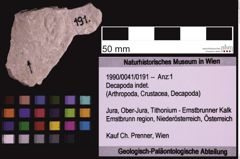 Foto (Objekt + Etiketten) von Decapoda indet. (NHMW-GEO-1990-0041-0191)